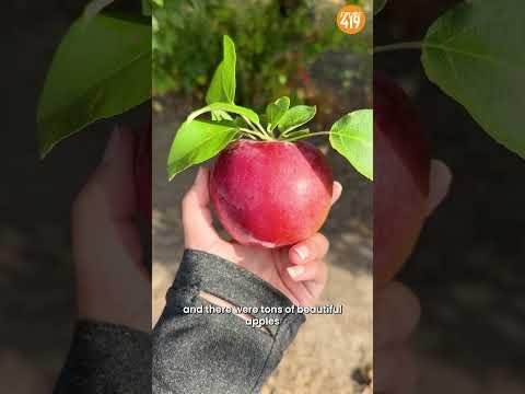 Georgia’s Heritage Apple Orchard Revives Cider Culture with Diversity