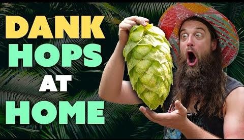 Home Brewers Cultivate Passion with Home-Grown Hops