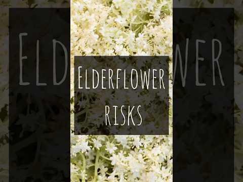 Chefs Share Versatile Elderflower Recipes for Summer Delights