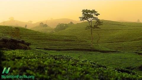 Black Tea Brewing Reduces Lead Exposure, Study Finds